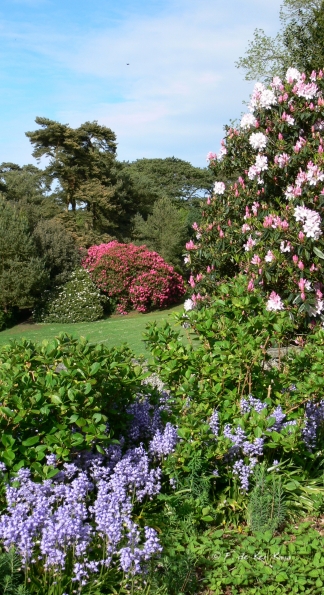 Bois des Moutiers (172) Mai 2012